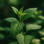 Czy rośliny mają pamięć krótkotrwałą