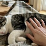 Analiza wpływu częstotliwości drgań mruczenia kota na strukturę kostną człowieka